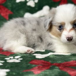 Cheeto - Blue merle and white male American Corgi puppy in Hico, Texas from Chisholm Trail Kennels