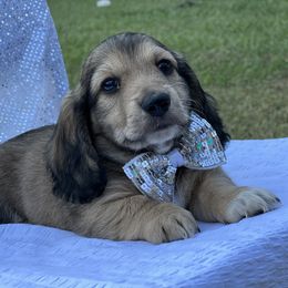 Dachshund Puppies from Victoria’s Dachshunds