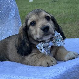 Dachshund Puppies from Victoria’s Dachshunds
