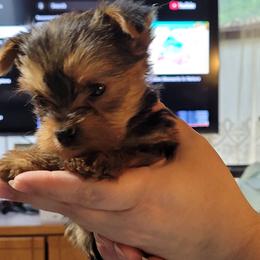 Traditional Male - Black and tan male Yorkshire Terrier puppy in Overland, Missouri from Kim's Yorkshire Terriers