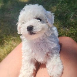 Girl 1 - White female Bichon Frise puppy in Lewiston, Utah from Country Pups Cavaliers