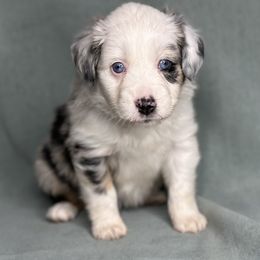 Cali - Blue merle female Toy Australian Shepherd puppy in Milton Freewater, Oregon from Sparkling Cross Toy & Mini Aussies