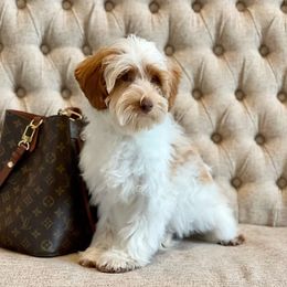 Debbie - Australian Labradoodle