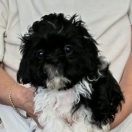 Jolene - Black and white female Shih Tzu puppy in Stockton, Missouri from James and Denise's Shih Tzus