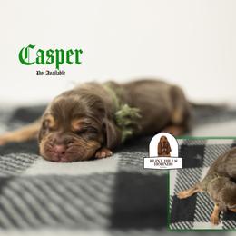 Casper - Liver and tan male Bloodhound puppy in Wamego, Kansas from Flint Hills Hounds