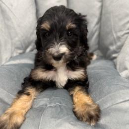Milk - Phantom female Bernedoodle puppy in Hegins, Pennsylvania from Bubbling Springs Doodles, LLC
