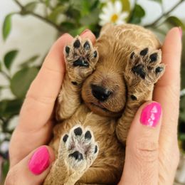 Goldendoodle puppies from Daisy Mae Doodles