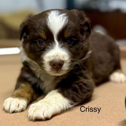 CRISSY - Red tri-color female Australian Shepherd puppy in Sheridan, Arkansas from Runnin’ Wild Ranch Aussies