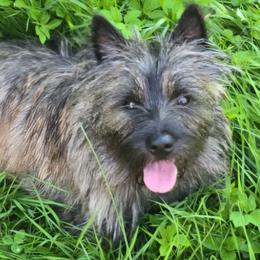 Hornet - Cairn Terrier