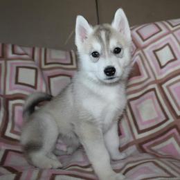 Siberian Husky Puppies from Tevana Siberians LLC