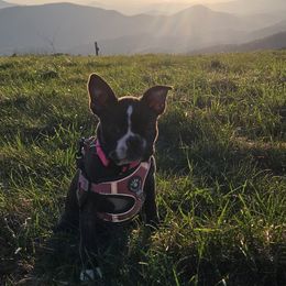 Boston Terrier Puppies from Christy's Boston Butts