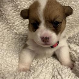 Girl 4 - White and red female Pembroke Welsh Corgi puppy in Dickinson, Texas from Gulf Coast Corgis