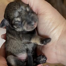 Bella - Salt and pepper female Miniature Schnauzer puppy in Hull, Georgia from Ardent Miniature Schnauzers of Athens