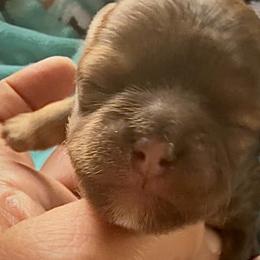 Biscuit - Liver male Shorkie puppy in Idaho from Little Rascal Ranch