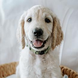 Mr. Yellow - Cream male Goldendoodle puppy in Gotha, Florida from Perlune Farms