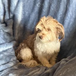 Bella - Havanese