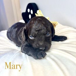 Mary - Chocolate female Australian Labradoodle puppy in Ponchatoula, Louisiana from Cajun Land Doodles