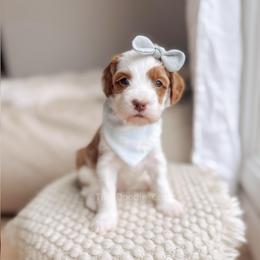 Buoy - Red  female Goldendoodle puppy in Syracuse, Indiana from The Doodle Cove