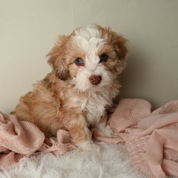 Merida - Red merle female Aussiedoodle puppy in Lincoln, California from Frenchie LOVE and Doodles
