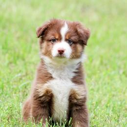 Leo - Red tri male Toy Australian Shepherd puppy in Bauxite, Arkansas from J and B Mini Aussies
