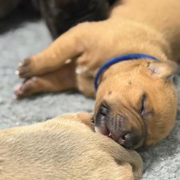 Blue Collar Male - Red male American Pit Bull Terrier puppy in Pensacola, Florida from Alpha Alliance Kennels