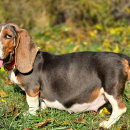 Una - Basset Hound
