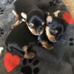 Yorkshire Terrier Puppies from Earthmountain Yorkies
