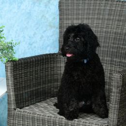 Sheepadoodle Puppies from Riley Grace Puppies