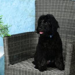 Sheepadoodle Puppies from Riley Grace Puppies