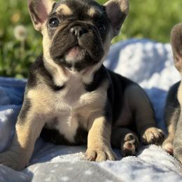 French Bulldog Puppies from Cassie’s Frenchie Palace