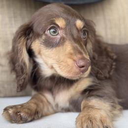 Chunk - Chocolate and tan male Dachshund puppy in Bentonville, Arkansas from Boujee Buns Dachshunds