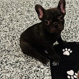 KAT - Liver female French Bulldog puppy in Campbell Hall, New York from Charlie’s Frenchies