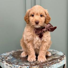 Brown collar RUSTY - Apricot male Goldendoodle puppy in Salem, Utah from Aspen Doodles