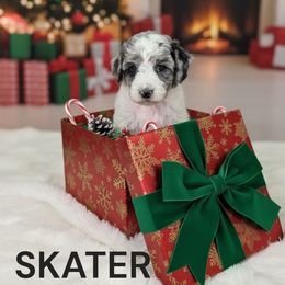 Skater - Parti male Goldendoodle puppy in Vacaville, California from Dillon Doodles