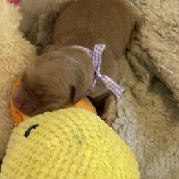 Purple Girl - Dark golden female Golden Retriever puppy in Shingle Springs, California from Sun Ridge Goldens