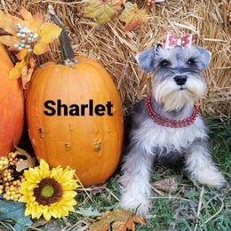 Sharlott - Miniature Schnauzer puppy in Vernal, Utah from High Uinta Schnauzers
