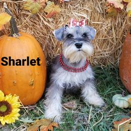 Sharlott - Miniature Schnauzer puppy in Vernal, Utah from High Uinta Schnauzers