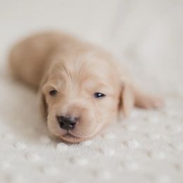 Dachshunds from Yellow House Doxies