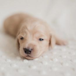 Dachshunds from Yellow House Doxies