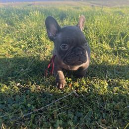 Maple - Fawn female French Bulldog puppy in Millville, California from Wooftown Kennels