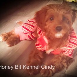 Cindy - Red female Cavapoo puppy in Maple Grove, Minnesota from Honey Bit Kennels
