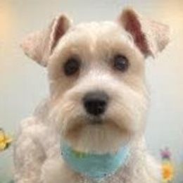 Darcy - Miniature Schnauzer