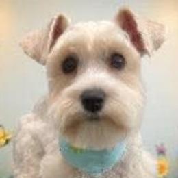 Darcy - Miniature Schnauzer