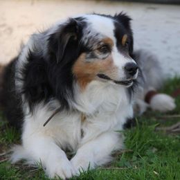 Dash - Miniature Australian Shepherd