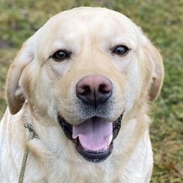 Bunny - Labrador Retriever