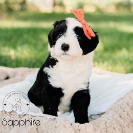 Aussiedoodle, Australian Shepherd, Old English Sheepdog, and Sheepadoodle Puppies from Star Garnet Pups