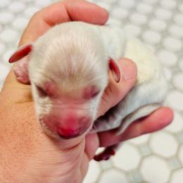 Thelma - White female Miniature Schnauzer puppy in Alabama from Little River Miniature Schnauzers