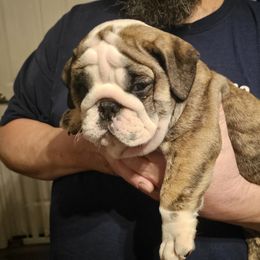 Bulldog Puppies from Magill's Bulldogs