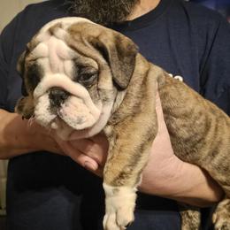 Bulldog Puppies from Magill's Bulldogs