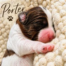 Porter - Brown and white male Bernedoodle puppy in Mint Hill, North Carolina from Ball-Y-Hoo Bernedoodles